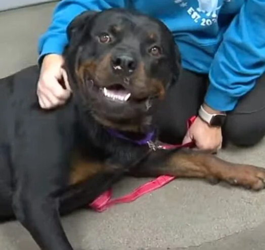 Rottweiler puppy kenneled when tornado hit found blocks away from his home lying on mattress