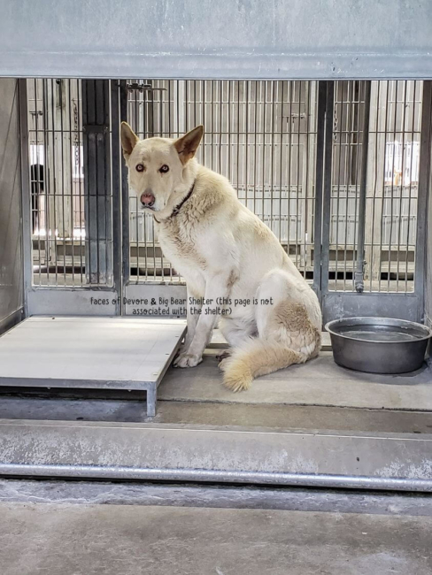 Stunning white shepherd: Even big dogs are frightened at the shelter