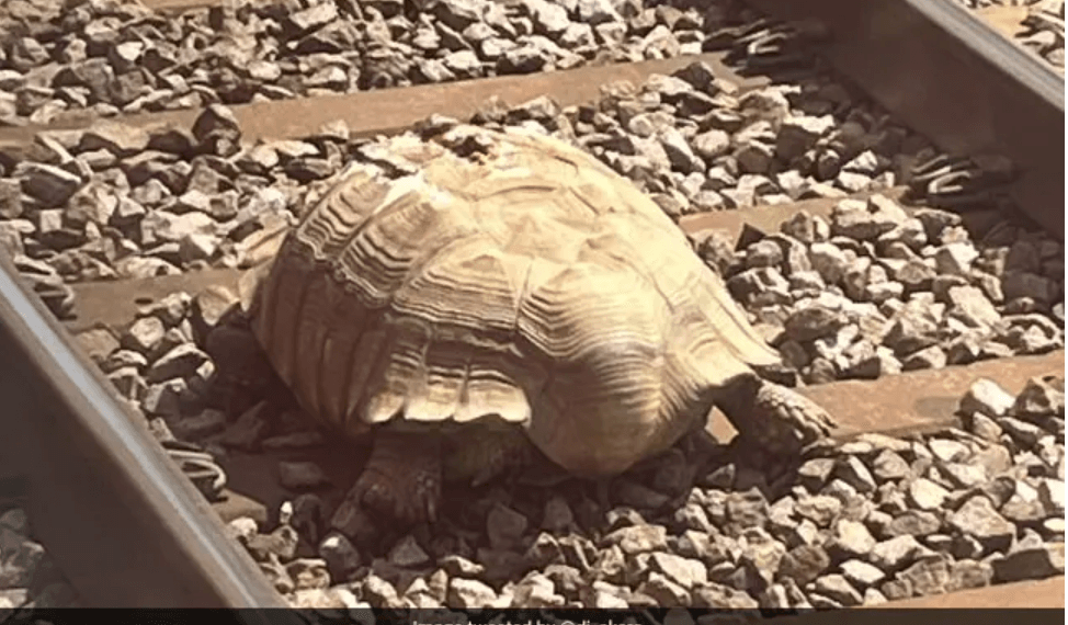 Lost African tortoise delays train in UK after wandering onto tracks