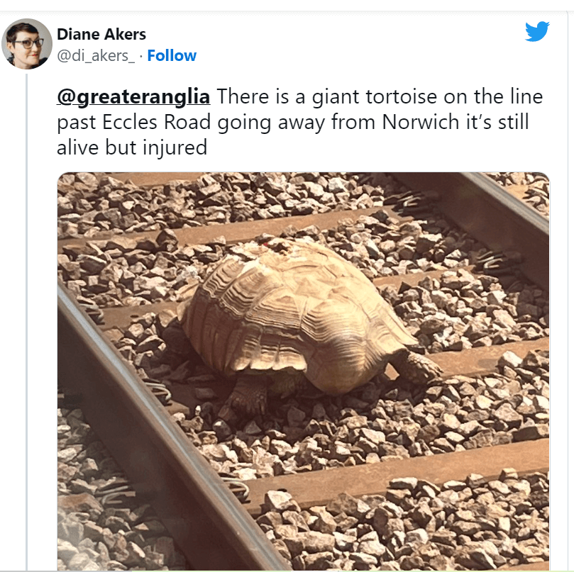 tortoise-uk1