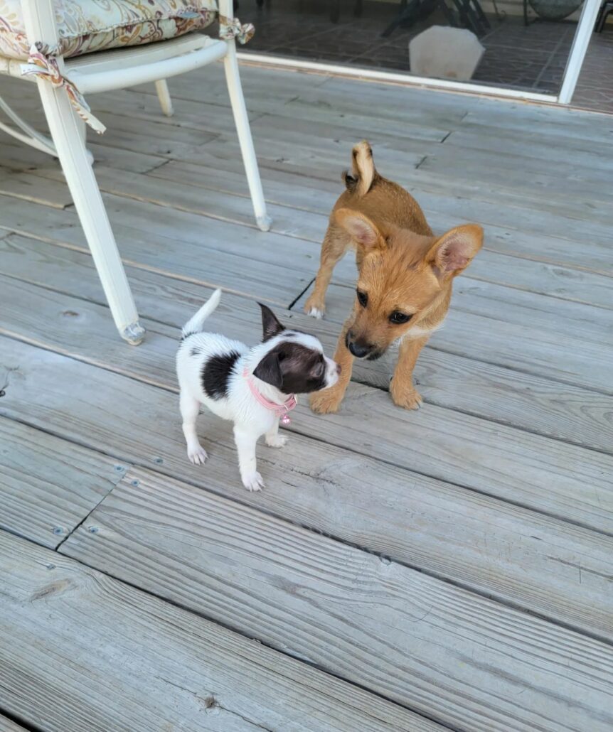 tory-pup-2-862x1030-1