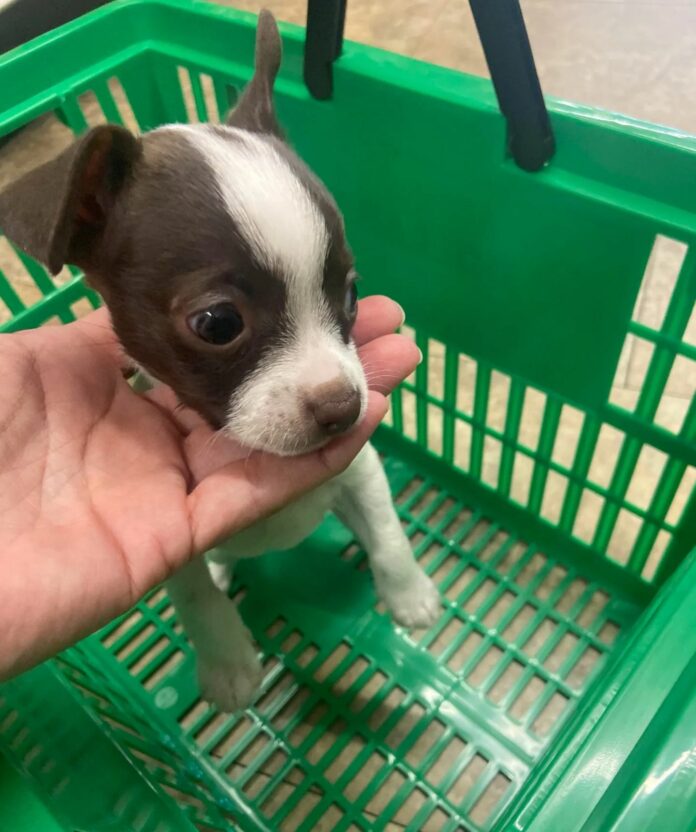 Tory pup