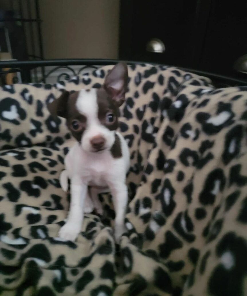 tory-pup1-862x1030-1
