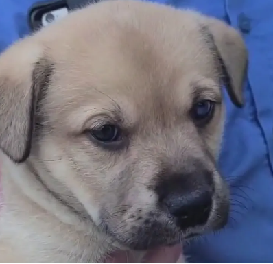 tossed-pup-1-1