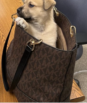 Tossed pup