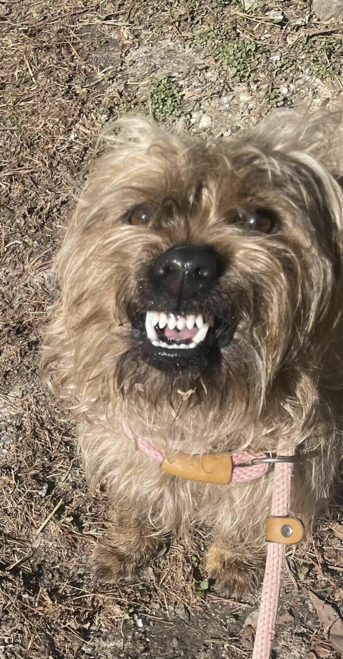 Georgia shelter calls out for help with Toto ‘who woke up on wrong side of yellow brick road’