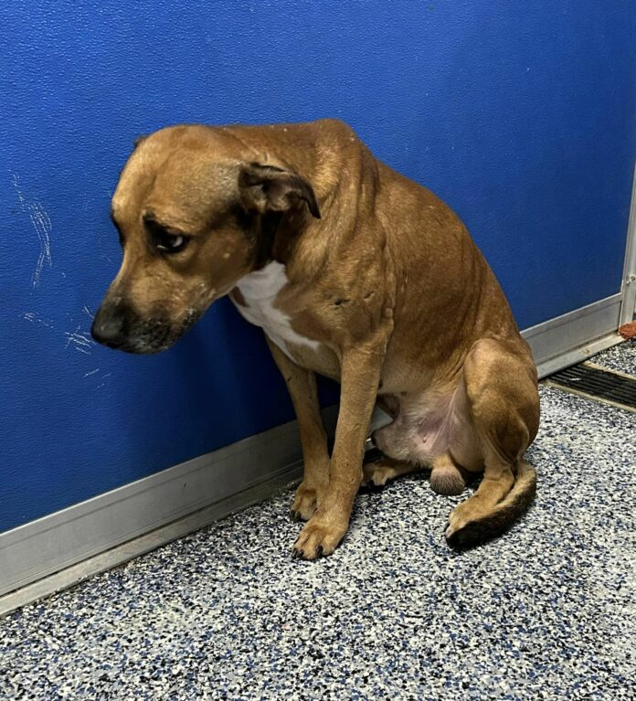 Shelter dog too terrified to leave his kennel hasn’t made a single friend and is breaking our hearts