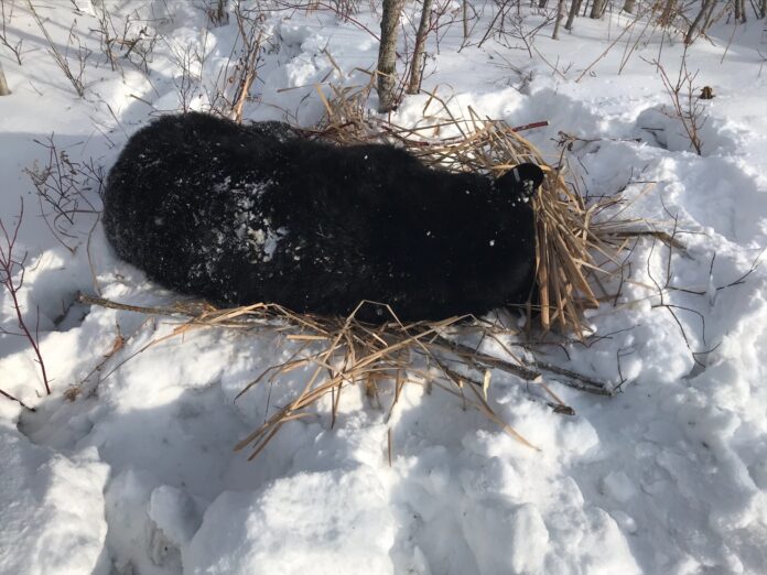 Good Samaritans help Minnesota bear after becoming trapped by ice and snow during hibernation