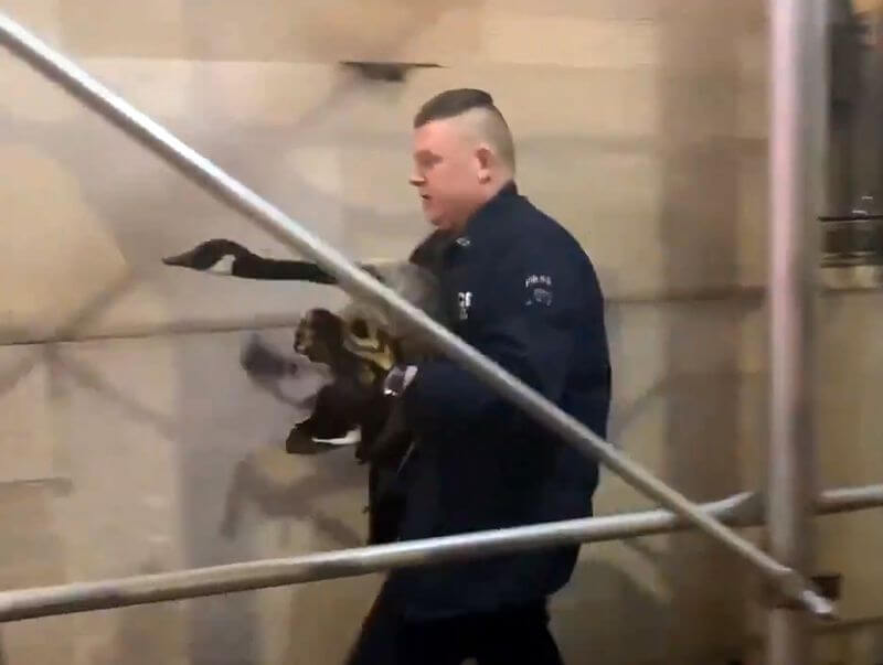 Big-hearted NYPD officers rescue wild goose trapped near Central Park
