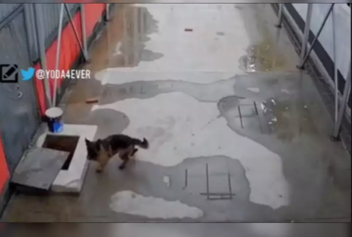 Dog turns to human for help rescuing his trapped brother