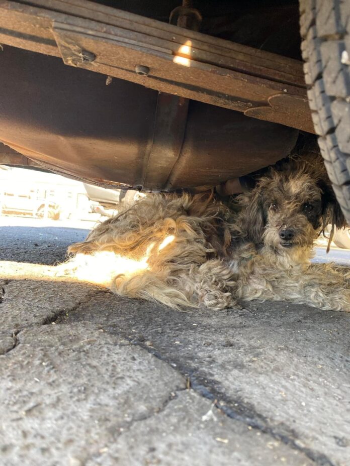 Trash dog 1