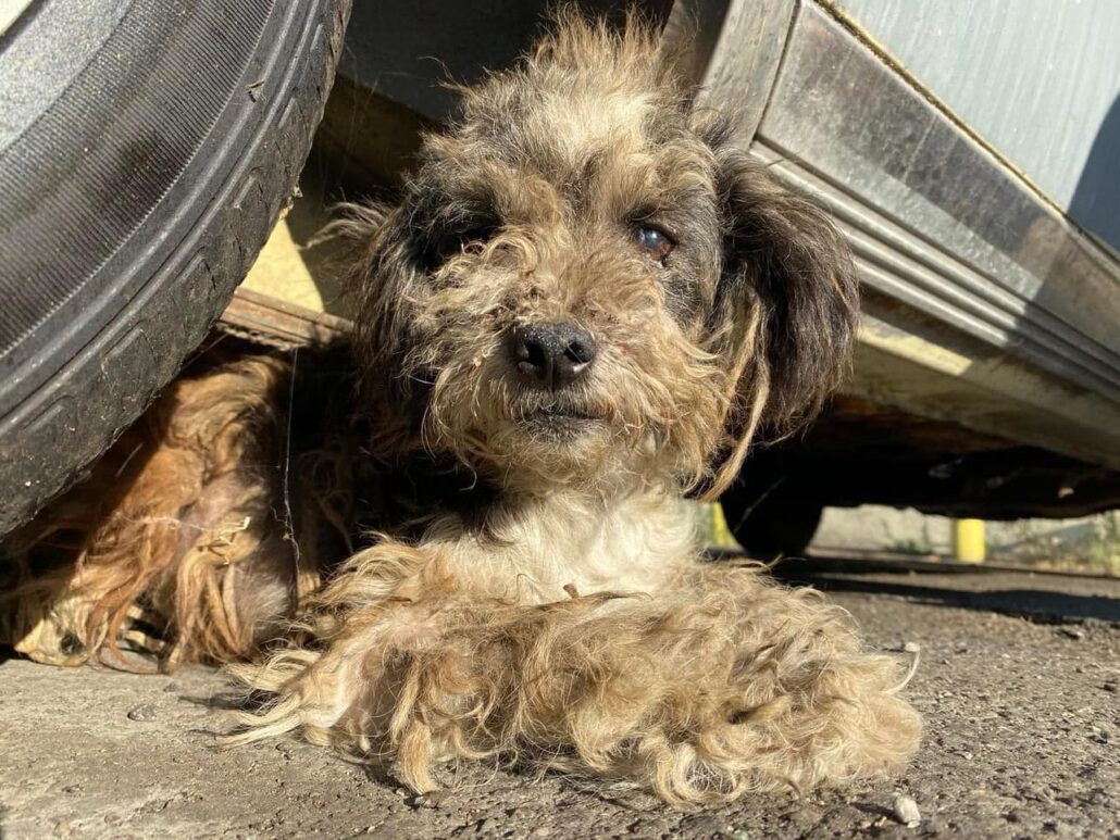 trash-dog-1030x773-2