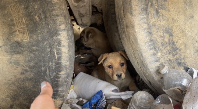 Puppies rescued from landfill by heroes from St. Louis rescue