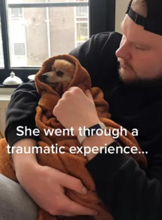 Rescue Pomeranian has stolen our hearts while recovering from ‘traumatic experience’