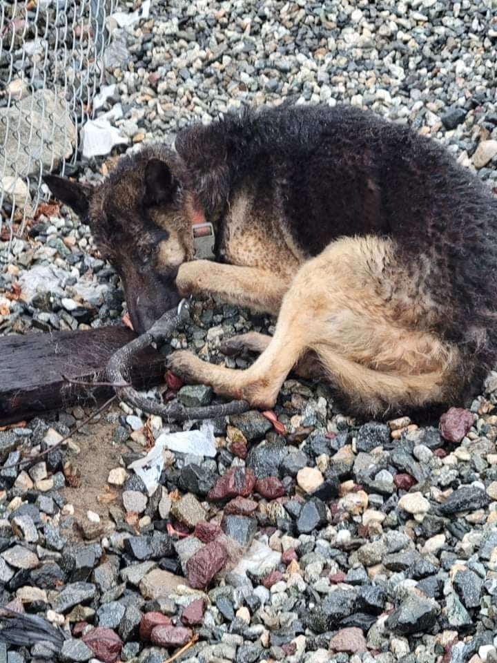 Train conductor spotted shepherd lying on railroad tracks stopped in time and now dog recovering from traumatic experience