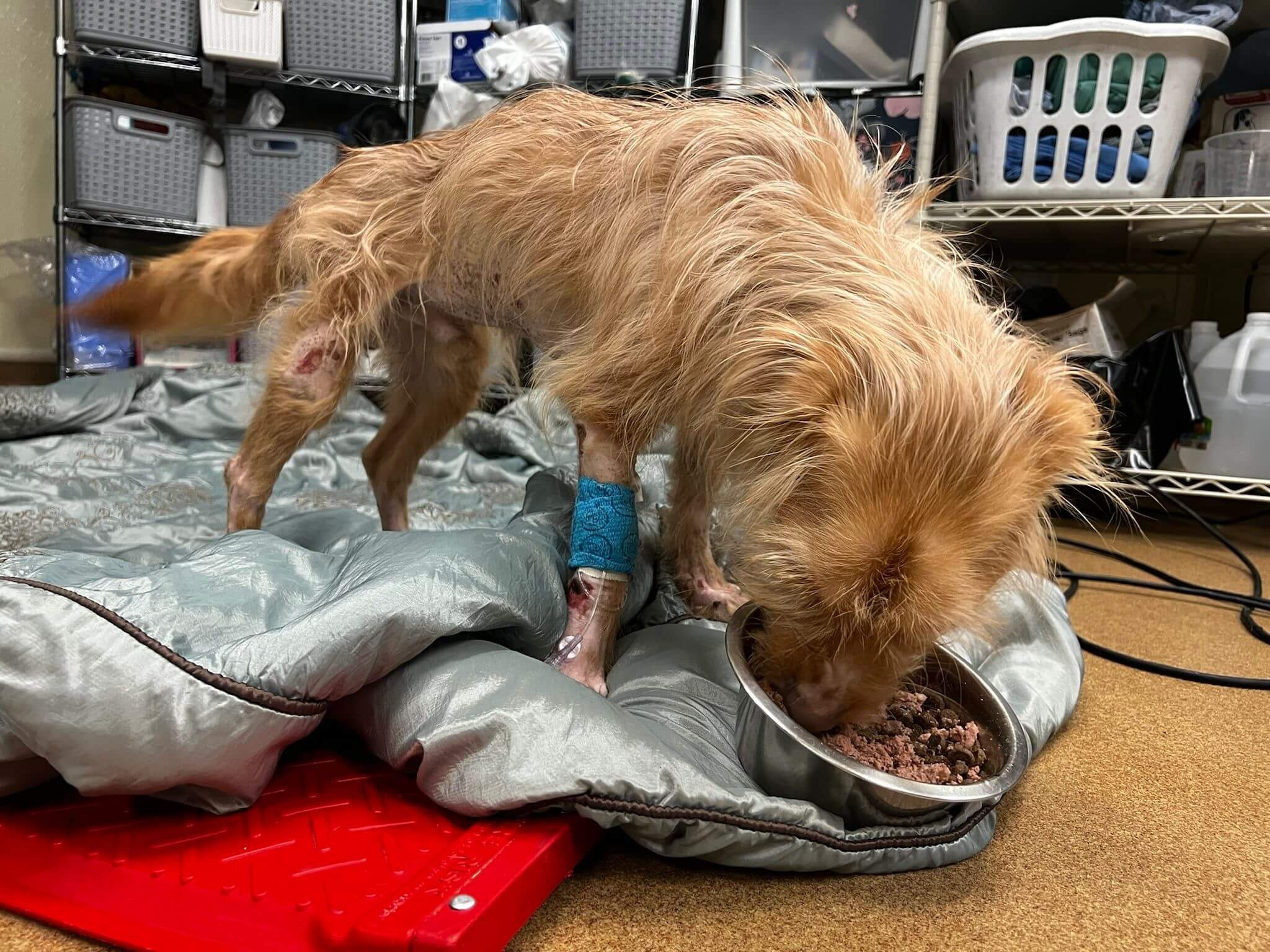 UPDATE: Uber driver found nearly lifeless dog on side of the road and rushed him to Kentucky rescue for help