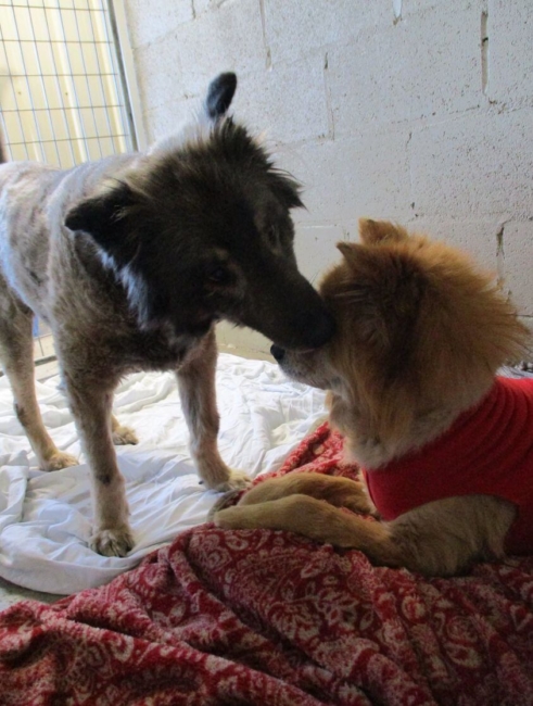 Tre loves Jazzy: Blind dog given will to live by her sighted companion need home together