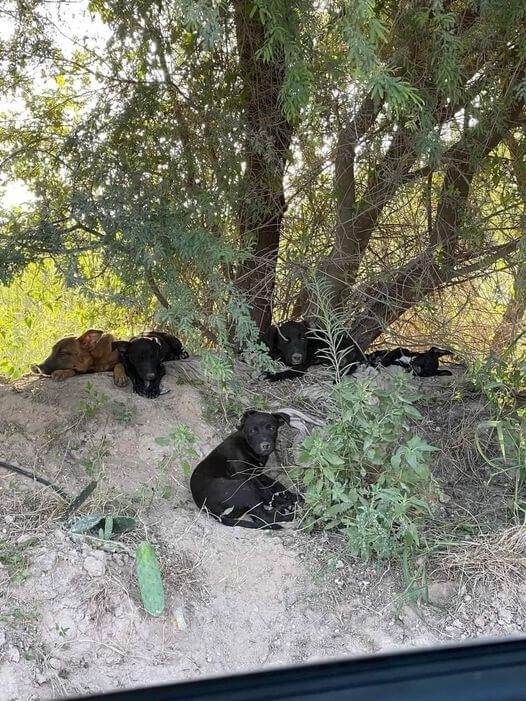 Homeless young puppies abandoned on Texas dead end road in soaring heat