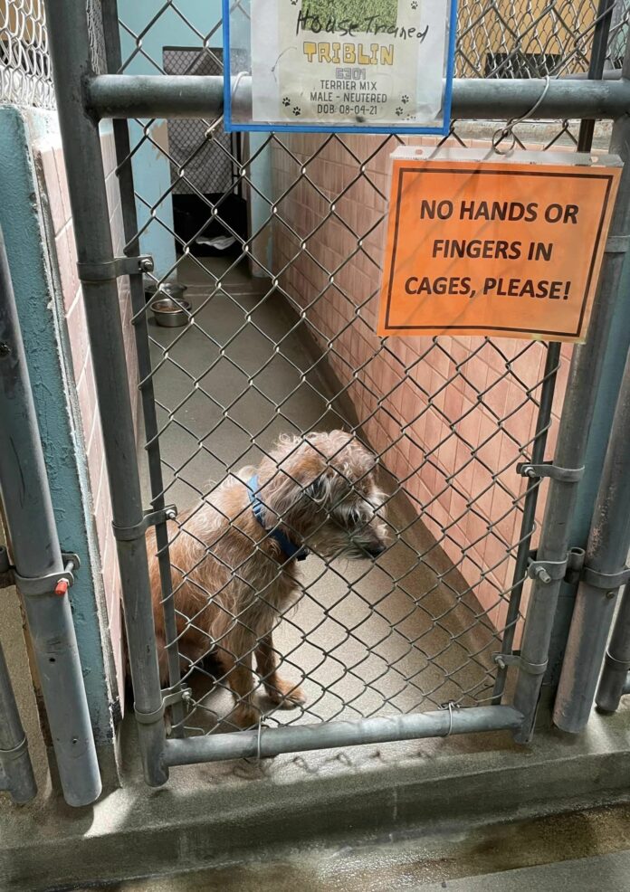 Triblin watches people pass by his run and looks up to the clouds and whispers, ‘today will be the day’
