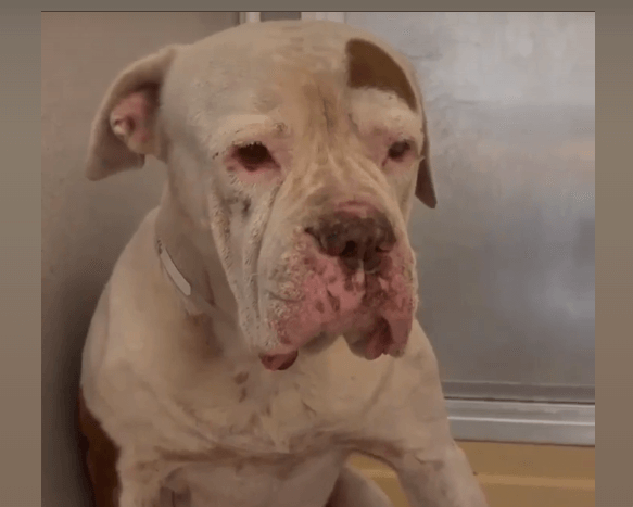 Just heartbreaking: Dog thrown away like trash and now too scared to come out of shelter cage