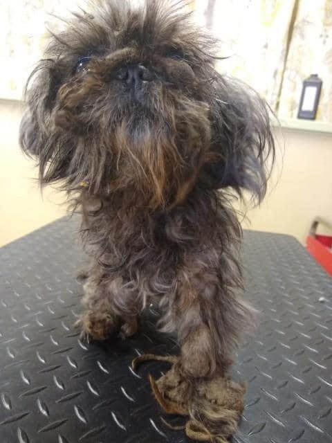 Senior dog dumped at shelter was so matted and neglected no one knew her foot had fallen off