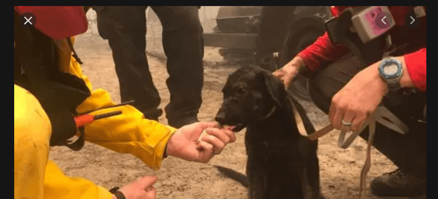 Puppy rescued from rubble amid Butte County fire