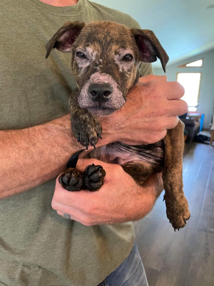 Rescuers stopped counting at 200 ticks on six week old puppy but he miraculously survived