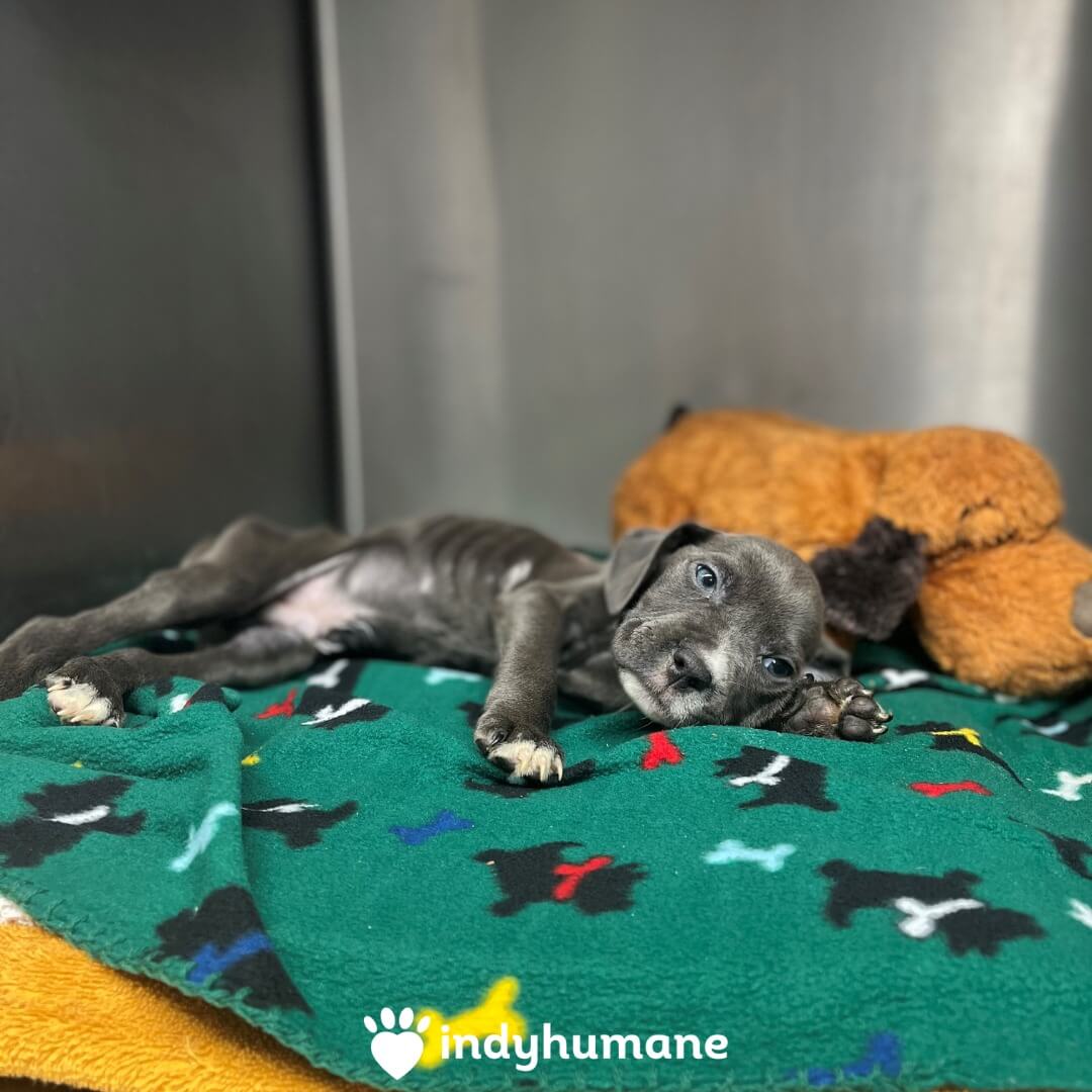 Sweetest puppy rushed to emergency medical team and everyone crossed their fingers he would survive