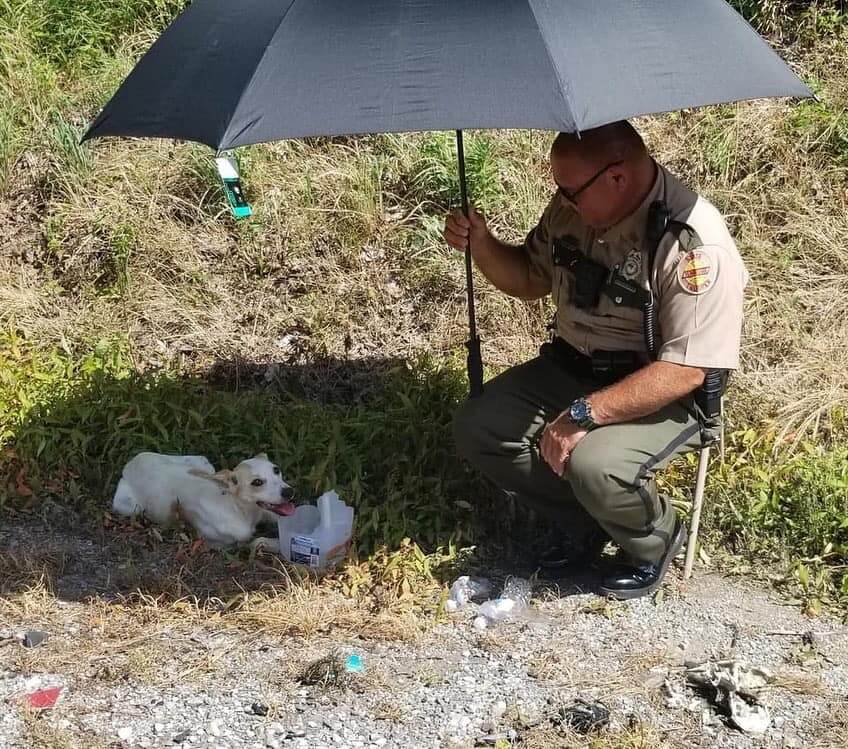 Update: Tennessee Highway Trooper who stopped to save dog on side of highway adopts pup as his own