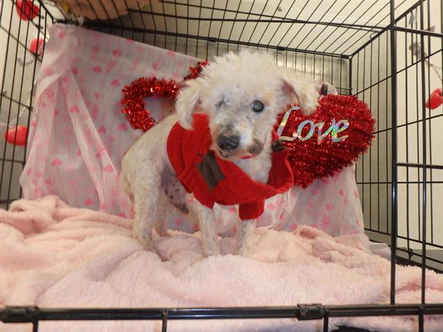 Once again dog’s owner failed to keep senior pup safe at 15 years old