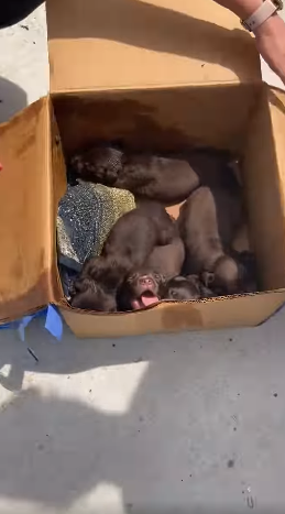 Puppies in Alabama dumpster found abandoned in taped cardboard box