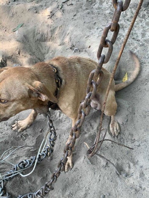 Sheriff arrests owner of 2 malnourished dogs – one with embedded chain