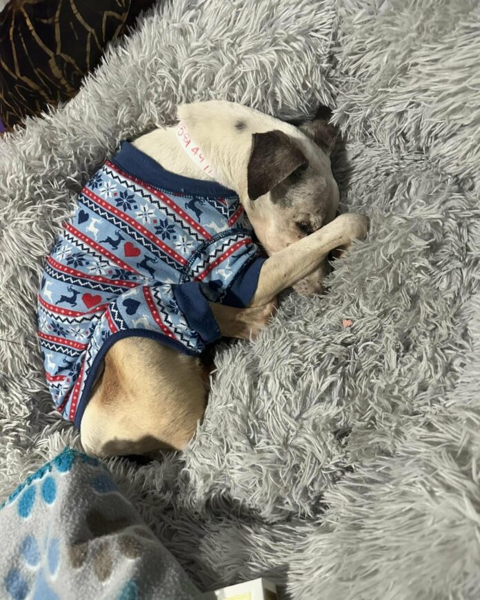 UPDATE: Emaciated senior that survived on streets of Miami touches the hearts of his rescuers