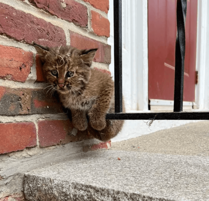 Couple rescue ‘forbidden kitty’ that turned out to be a bobcat