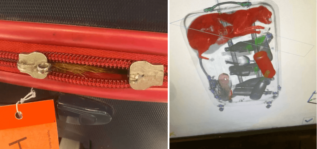 TSA officer shocked when cat found inside checked luggage at NY airport