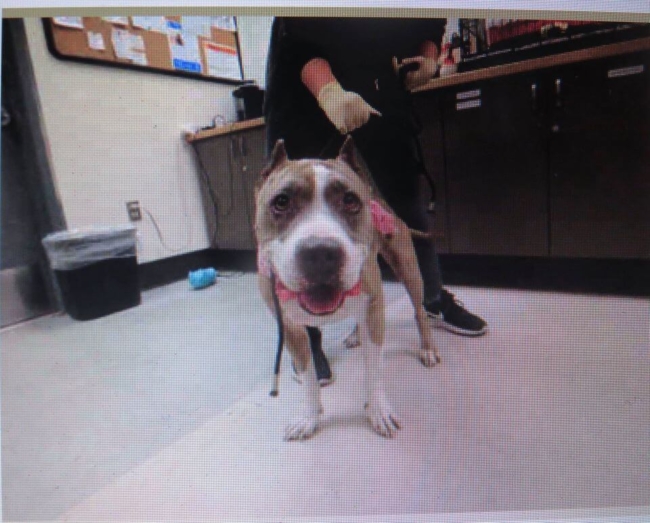 Elderly man barely able to care for himself leaves tearful note as he surrenders his dog to shelter