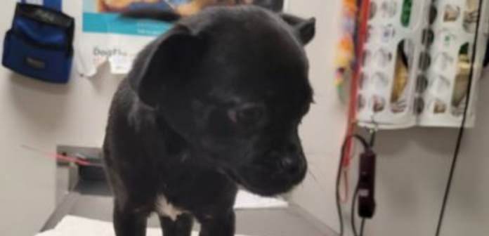 L.A. man arrested for animal cruelty after reported tossing caged puppy into Tujunga Wash