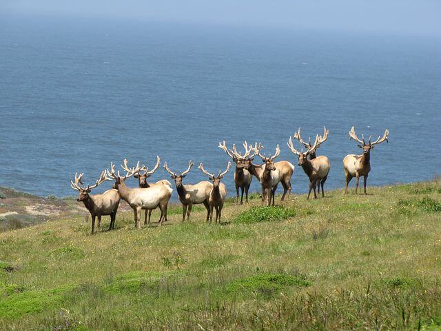 tule elk