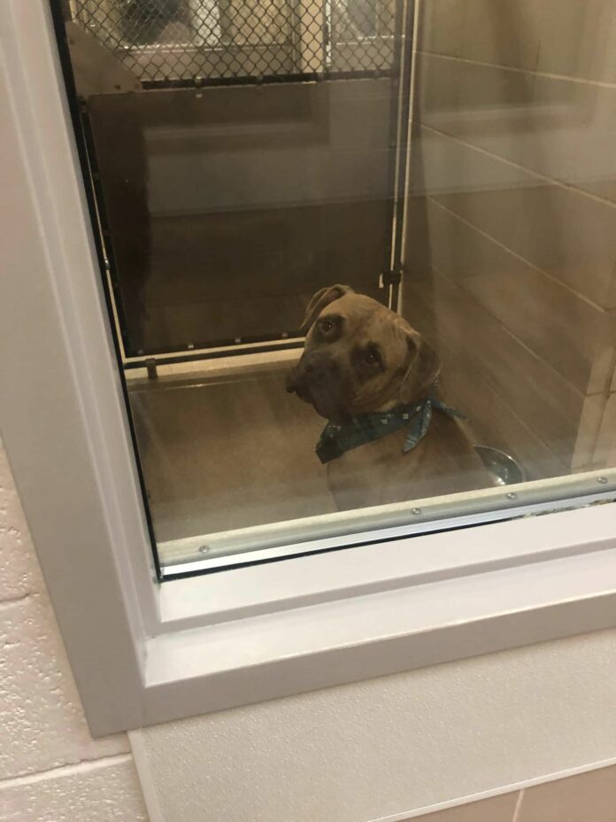 Another day has passed at Arlington shelter and Tulip is just too plain to be noticed