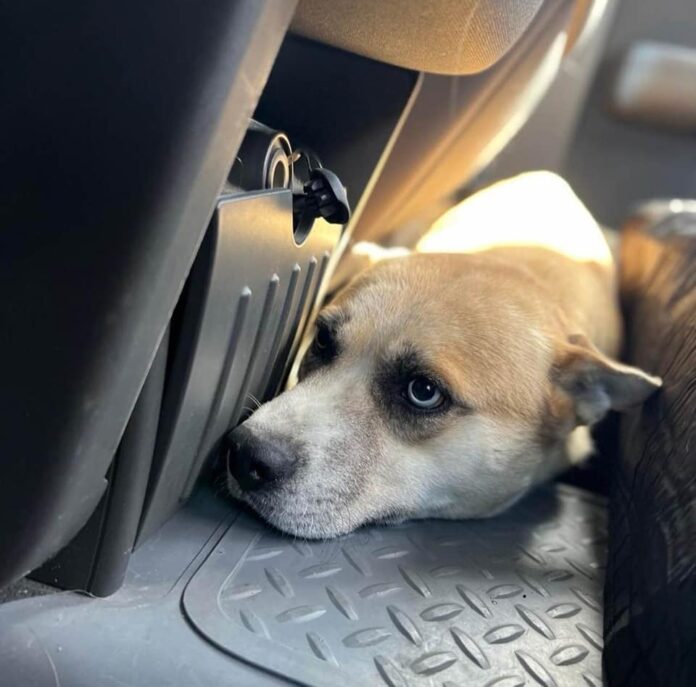 UPDATE: Tulpa gets new life along with his kennel pals because ‘everyone came to help’ urgent plea