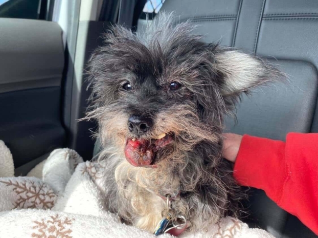 Grieving dog stayed near his deceased owner’s side for weeks until discovered