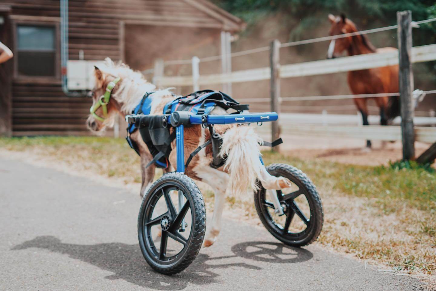 Miniature horse born with knee caps in the wrong spot gets his own special wheels and runs off