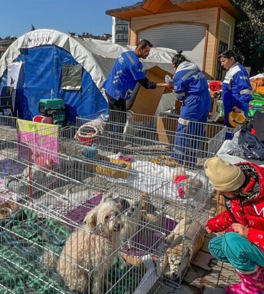 Help for abandoned and injured animals found in rubble of quake ravaged Turkey