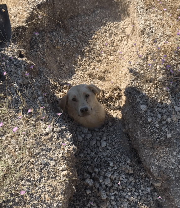 turkey-earthquake-dog-1