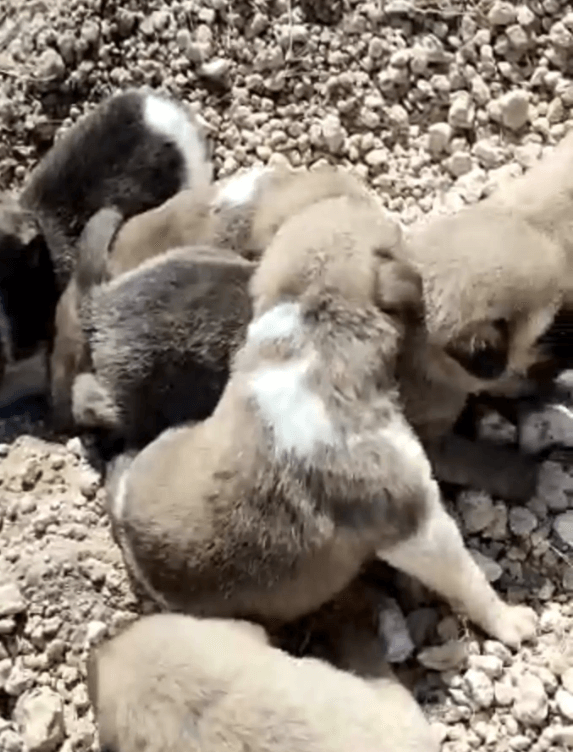 turkey-earthquake-dog-2