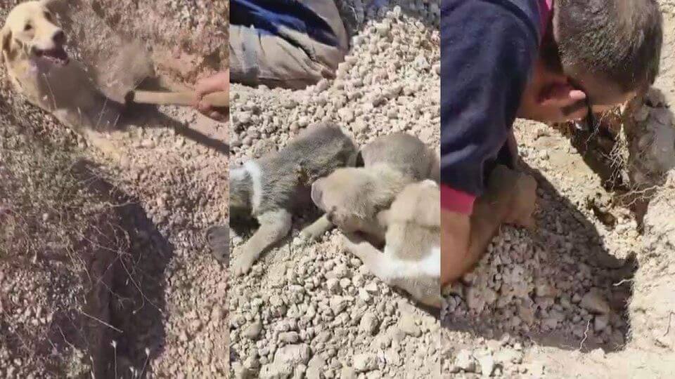Veterinarian in Turkey rescued mother dog and her puppies after landslide