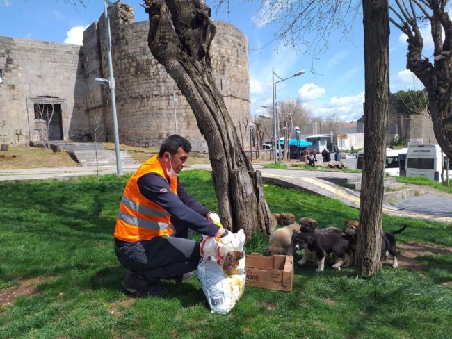 Turkey strays being fed