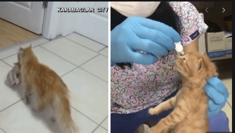 Stray cat in Turkey carried her kittens into vet office for help