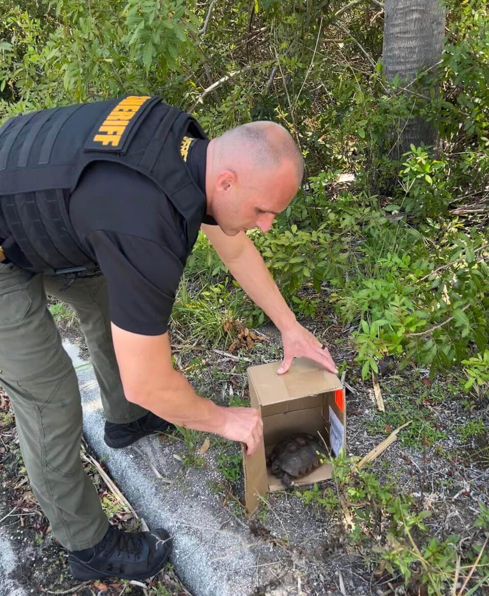 Rescued tortoise caught up in police pursuit not for the slow paced