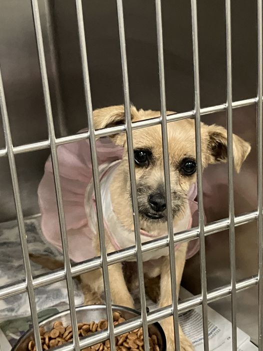 Help needed: Pup found on the street dressed in her tutu
